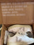 Vega Natural trainer size 37